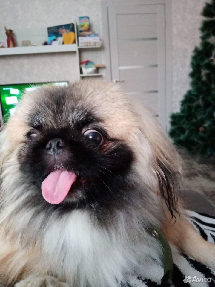 Вязка собак - ПЕКИНЕС форум. PEKINGESE FORUM.