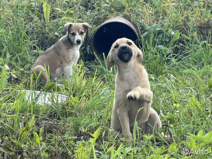 Щенки в добрые руки