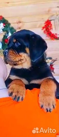 Щенки ротвейлера от родителей чемпионов