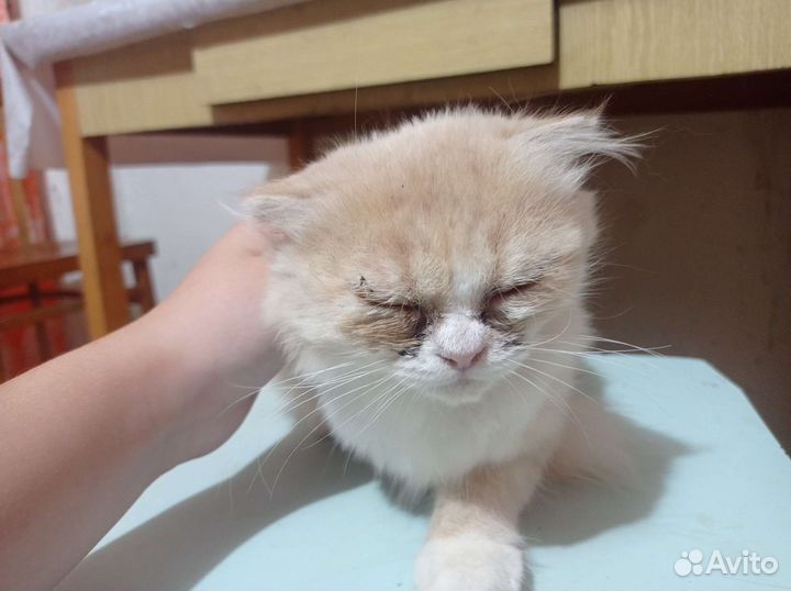 Шотландская вислоухая