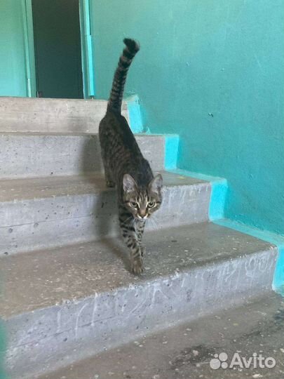 Отдам в добрые руки котенка