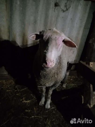 Баран тексель