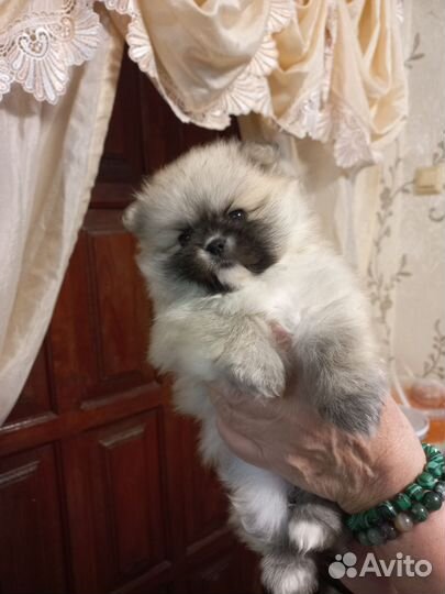 Щенки шпица