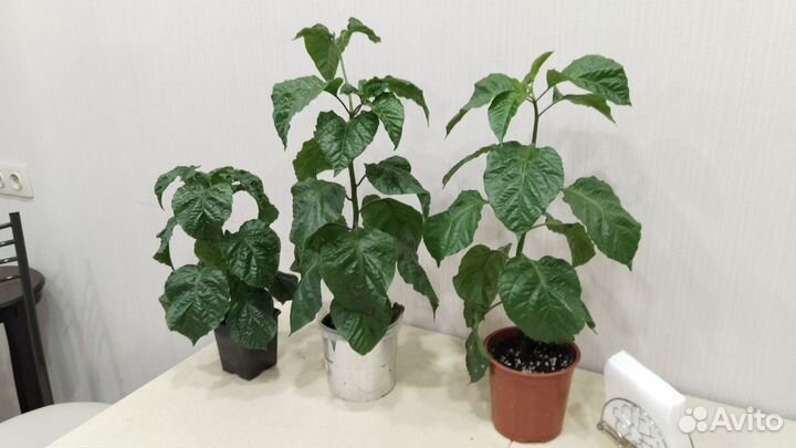 Перец Carolina Reaper (Каролинский Жнец)