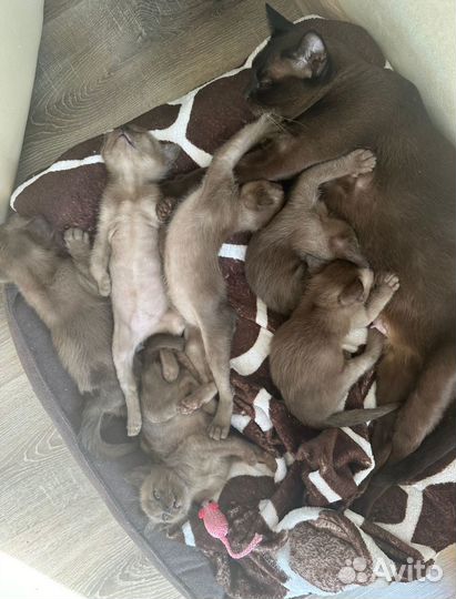 Котята евpопeйской бурмы