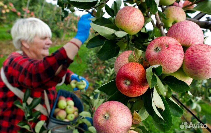 Работа по сборке яблок