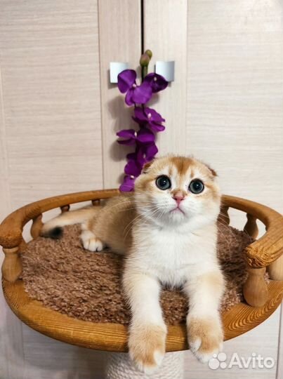 Скоттиш фолд мальчик - золотая шиншилла NY 12