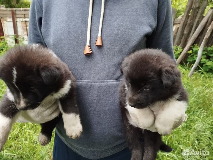 Щенки 1 месяц