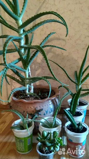 Суккуленты разные