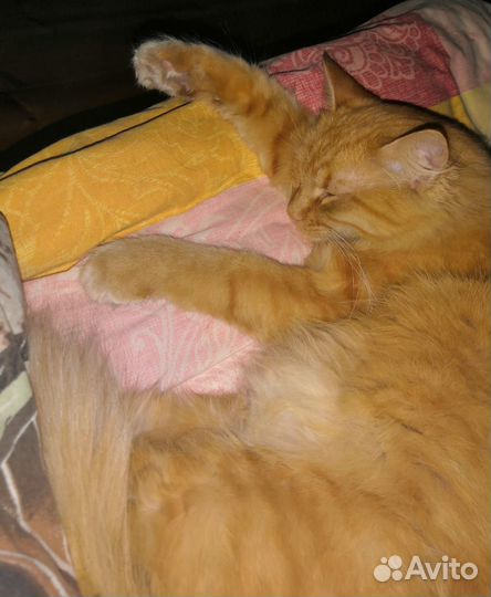 Кошки