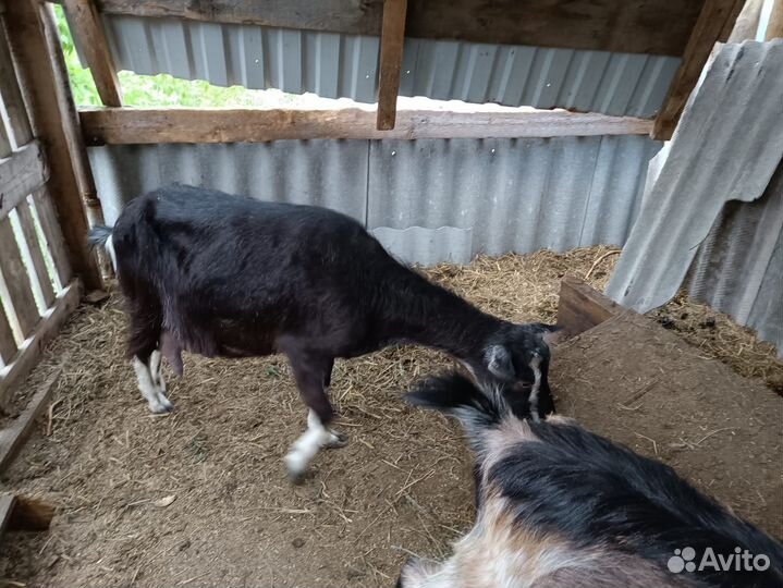 Коза дойная