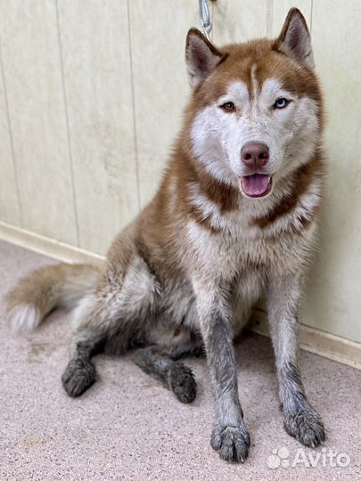 Хаски в добрые руки