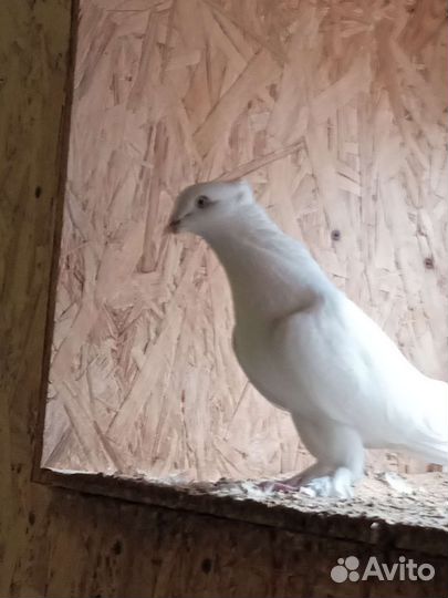 Андежанцы белые