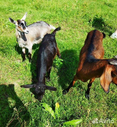 Коза. Козочки. Козлики. Козлик.Обмен