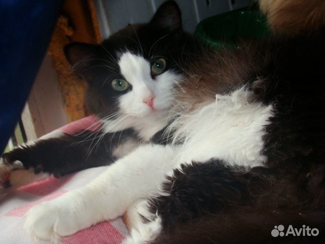 Отдам в добрые руки