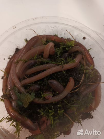 Червь выползок