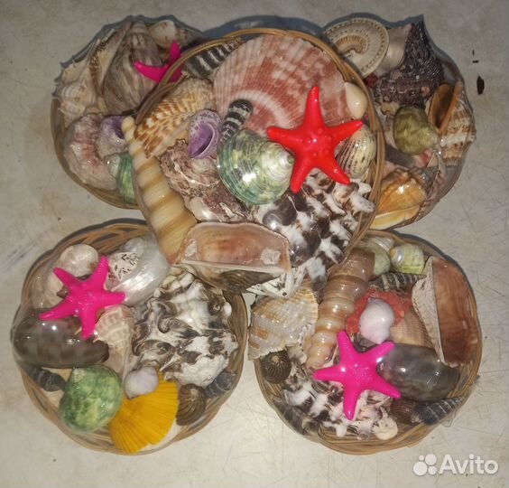 Набор морских раковин