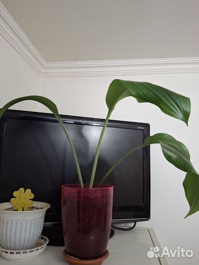 Кашпо с цветами