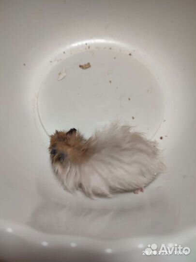 Сирийские хомячки ручные