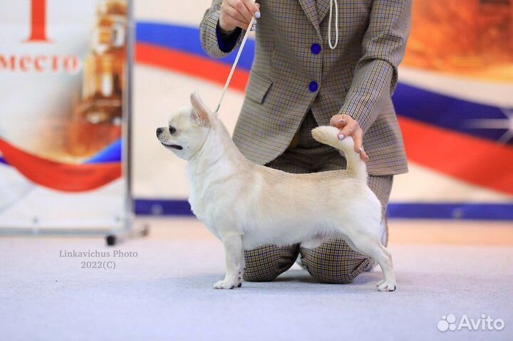 Кобель чихуахуа для вязки