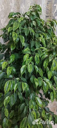 Фикус молодые кустики, черенки