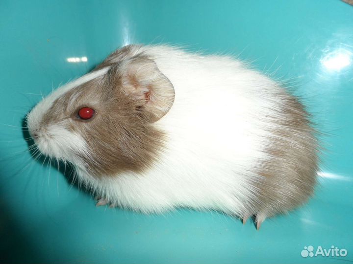 Морские свинки 1-6 месяцев