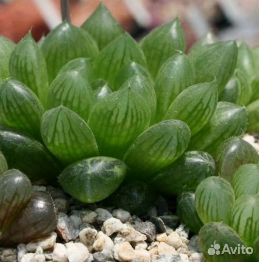 Суккулент (Хавортия обтуза)