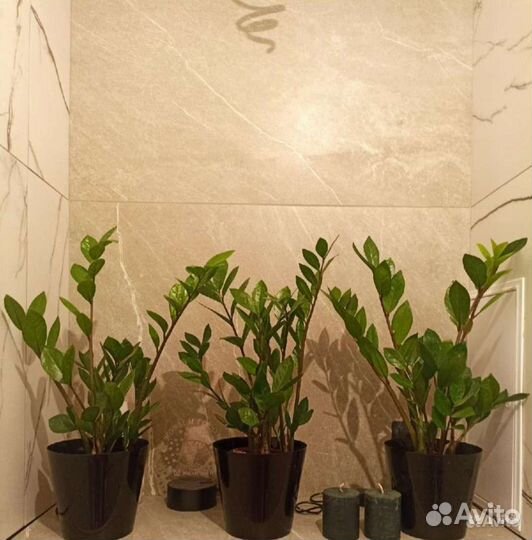 Замиокулькас