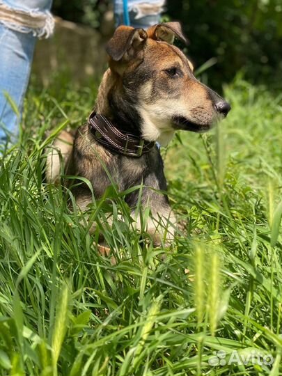 Собаки бесплатно в добрые руки