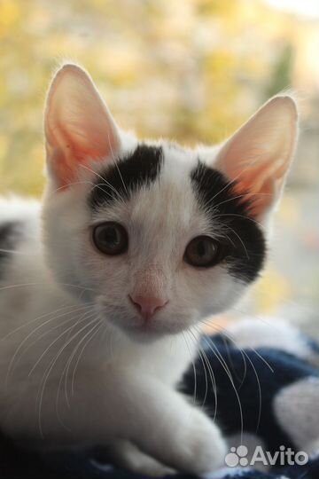 Котенок 2,5 месяца