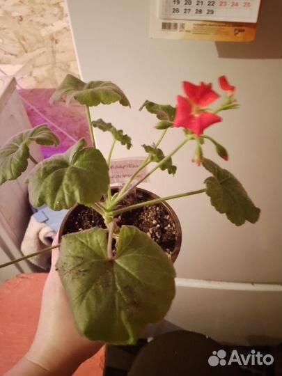 Пеларгония герань