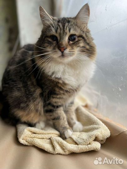 Отдам в добрые руки