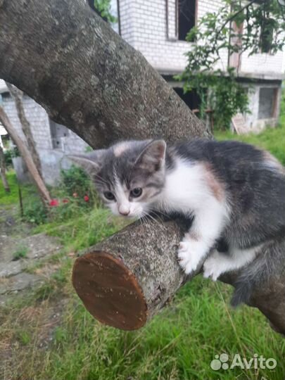 Котята в добрые руки бесплатно