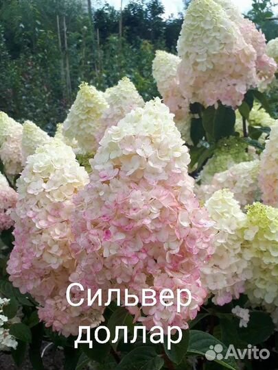 Саженцы Гортензий