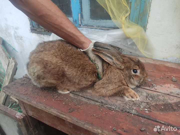 Кролики на племя