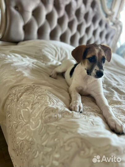 Собаки бесплатно в добрые руки