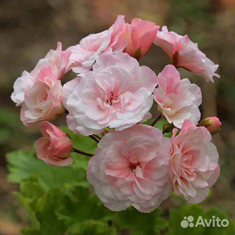 Пеларгония (герань) сортовая цветущая