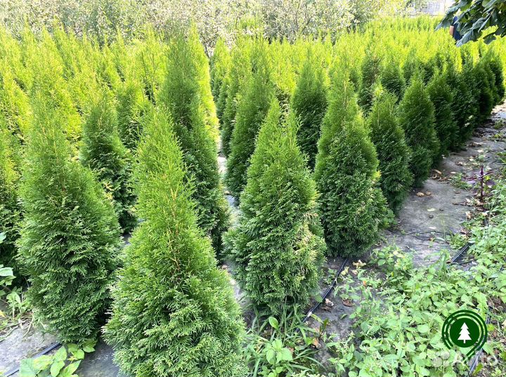 Туя. Опт и розница с доставкой