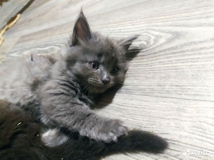 Котята Мейн куна и бомбейский кошки