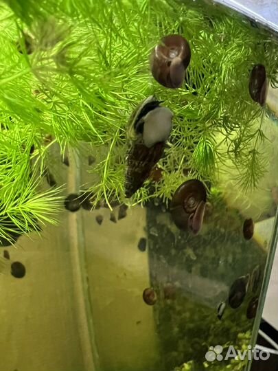 Улитки катушки