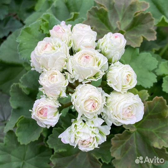 Пеларгония Ю-Царская Невеста