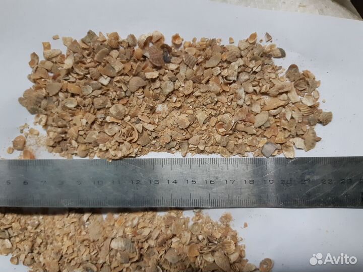 Ракушка морская кормовая