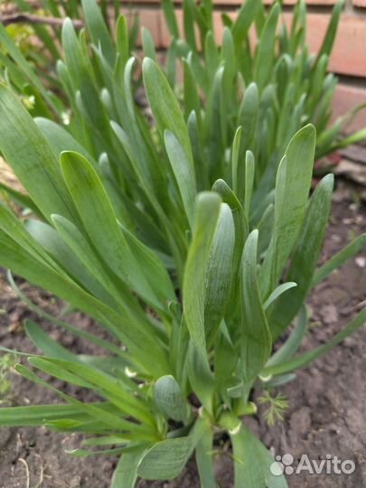 Саженцы многолетних растений