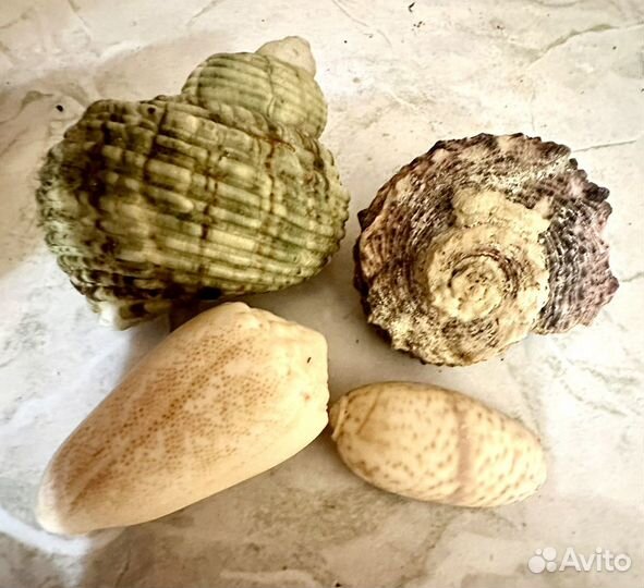 Ракушки экзотические