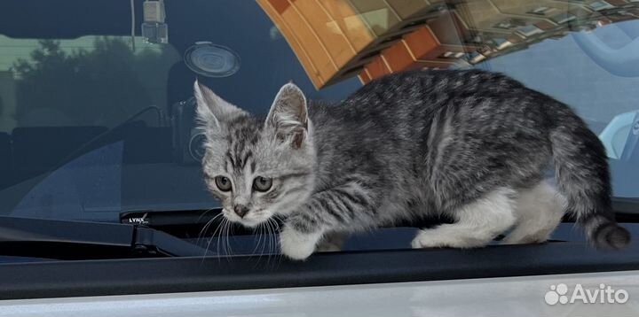 Котенок Василиса