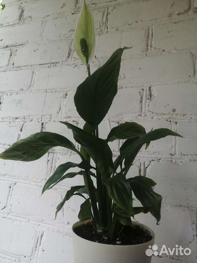 Спатифиллум