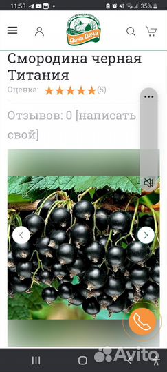 Саженцы чёрной смородины Титания