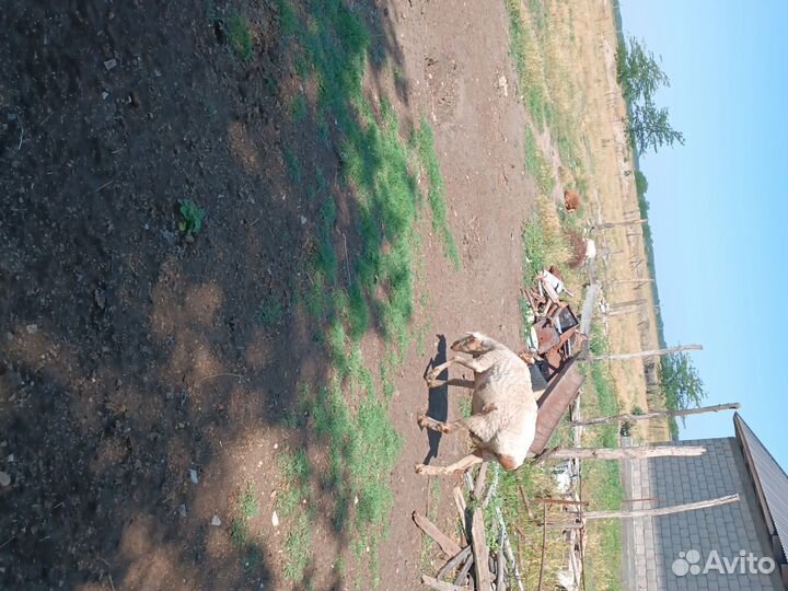 Курдючные бараны овцы