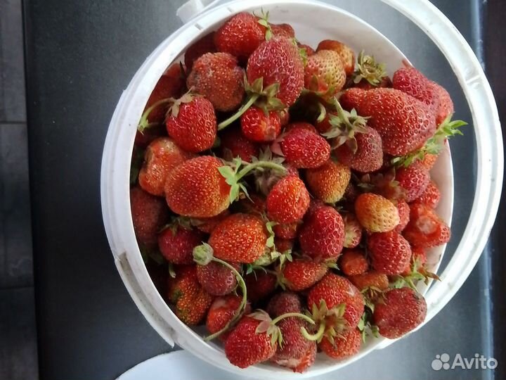 Продам клубнику