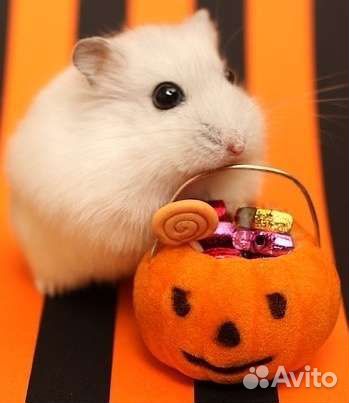 Хомячков джунгарских на подарки